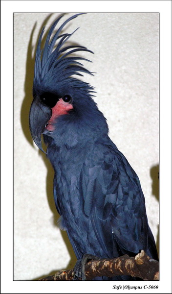 2005 - 08 - KUL - parc animalier  - 82.JPG